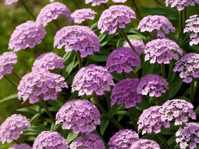 Sweet William Silene (Silene Armeria)