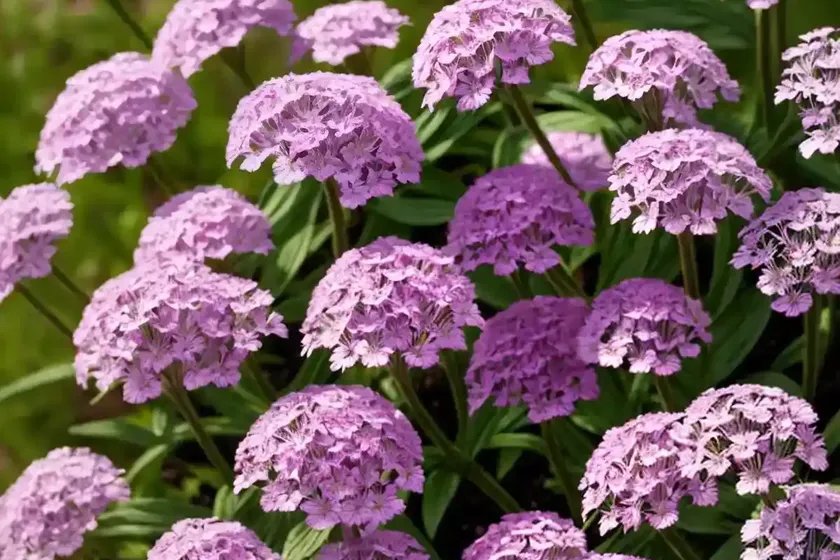 Sweet william silene (silene armeria)