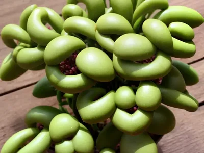 Sweetheart Hoya (Hoya Kerrii)