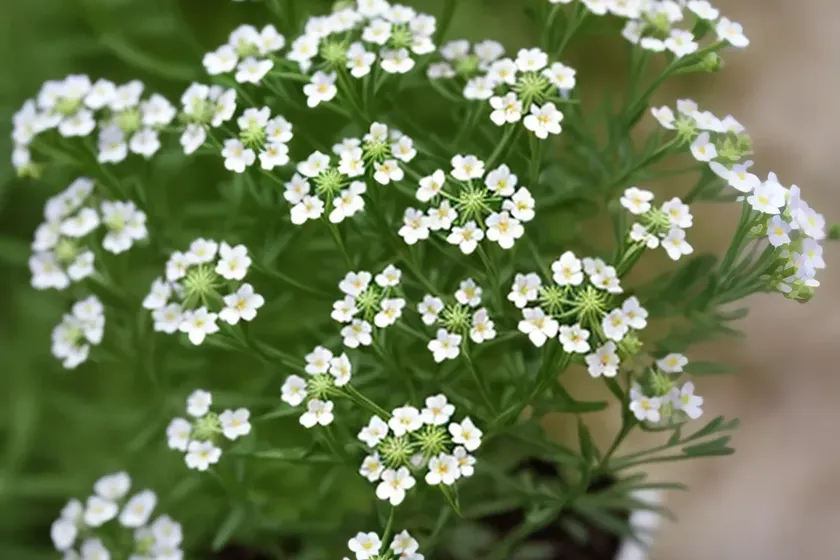 Sweetscented bedstraw (galium odoratum) — photo 2