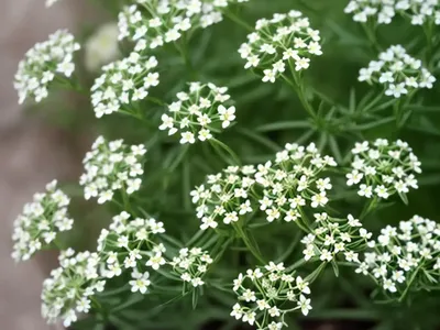 Sweetscented Bedstraw (Galium Odoratum)