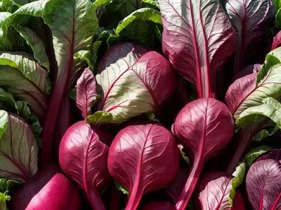 Swiss Chard (Beta Vulgaris (Leaf Beet Group)