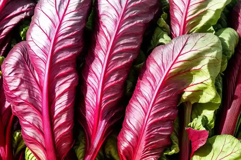 Swiss chard (beta vulgaris (leaf beet group) ‘bright lights’) — photo 2