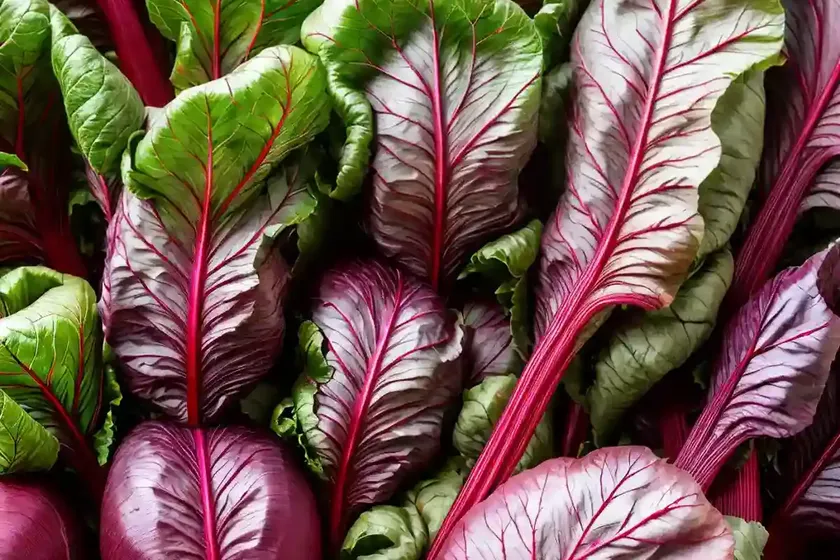 Swiss chard (beta vulgaris (leaf beet group) ‘bright lights’) — photo 3