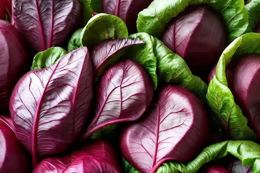 Swiss chard (beta vulgaris (leaf beet group) ‘northern lights’) — photo 2
