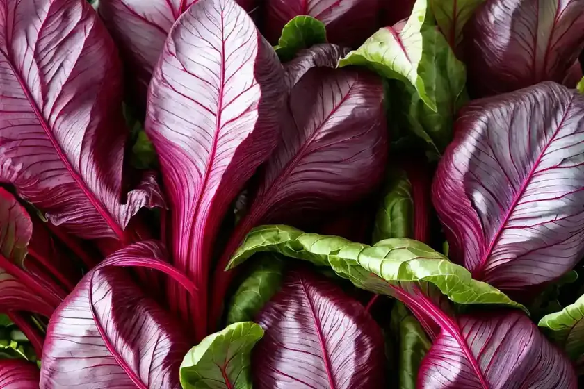 Swiss chard (beta vulgaris (leaf beet group) ‘northern lights’) — photo 3