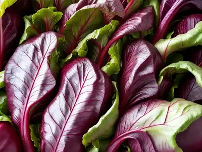 Swiss Chard (Beta Vulgaris (Leaf Beet Group) ‘Northern Lights’)