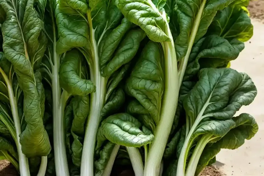 Swiss chard (beta vulgaris subsp. vulgaris) — photo 3