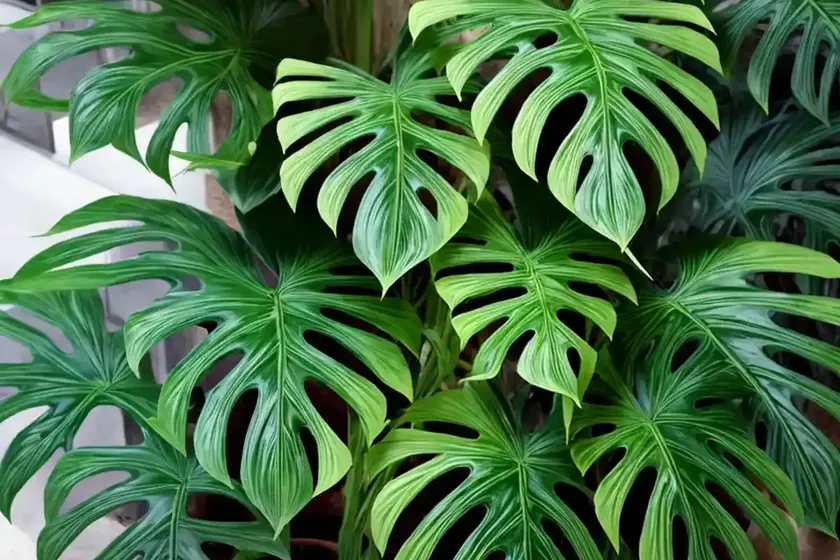 Swiss cheese plant (monstera deliciosa) — photo 3