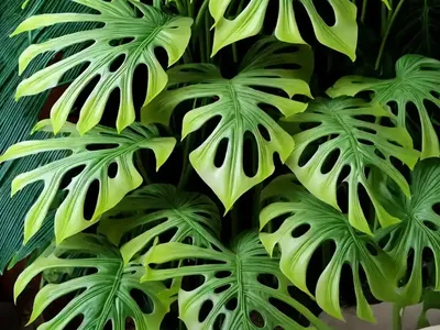 Swiss Cheese Plant (Monstera Deliciosa)