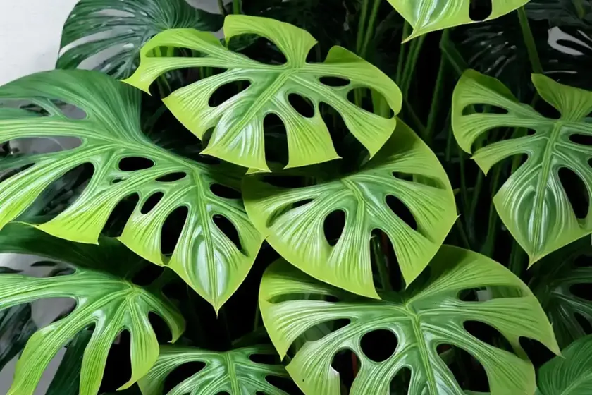 Swiss cheese plant ‘tauerii’ (monstera deliciosa ‘tauerii’) — photo 3