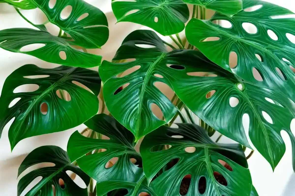 Swiss cheese plant with split, glossy leaves in a terracotta pot