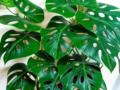 Swiss Cheese Plant ‘Tauerii’ (Monstera deliciosa ‘Tauerii’)