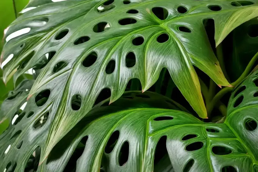 Swiss chesse vine (monstera obliqua) — photo 2