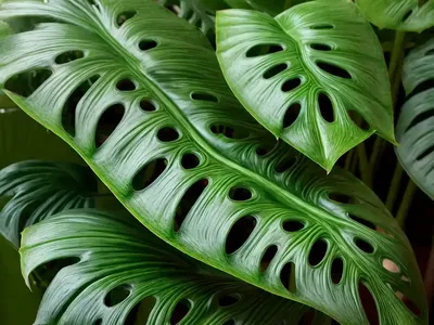 Swiss Chesse Vine (Monstera Obliqua)
