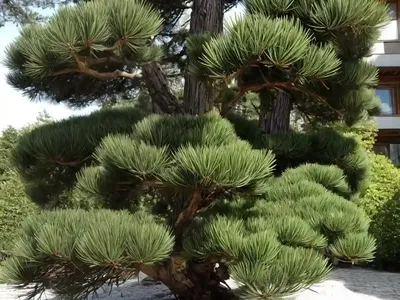 Swiss Pine (Pinus Cembra)