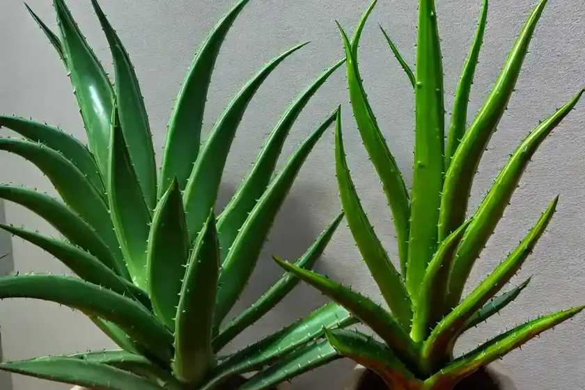 Swordfish Aloe (Aloe Swordfish’) — photo 3