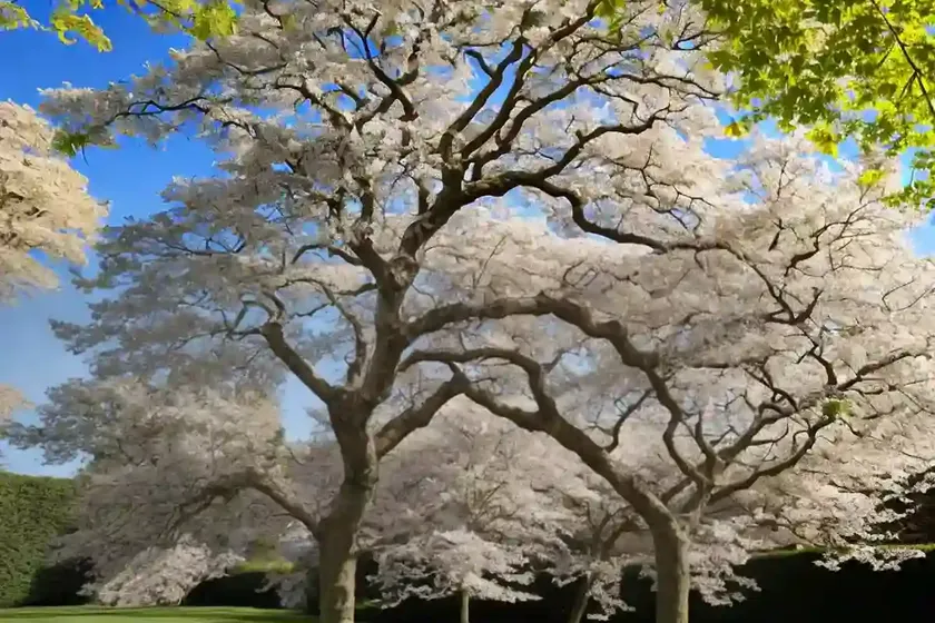 Sycamore maple (acer pseudoplatanus) — photo 3