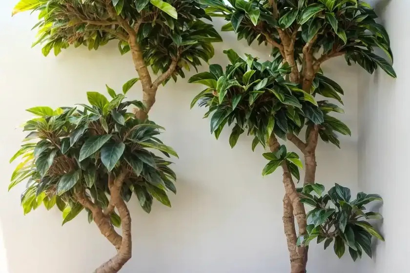 Sycomore fig (ficus sycomorus) — photo 3