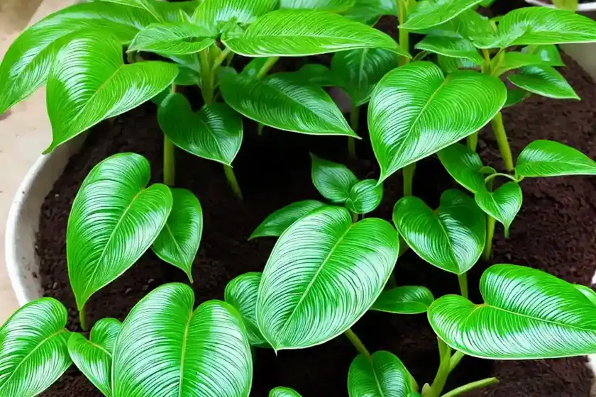 Syngonium hoffmannii (nephthytis) — photo 2