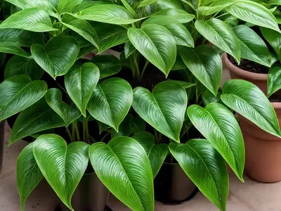 Syngonium Hoffmannii (Nephthytis)