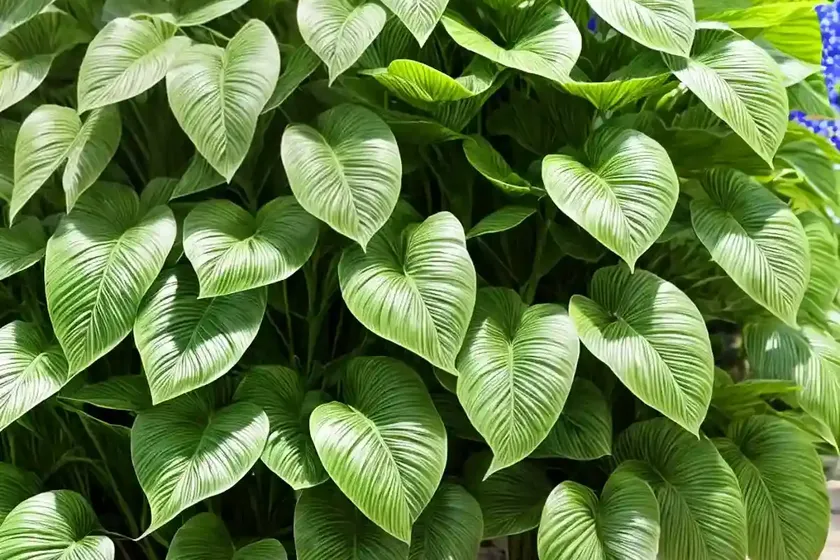Syngonium macrophyllum (syngonium macrophyllum) — photo 2