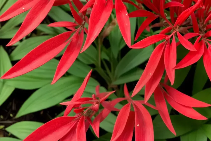 Syngonium (syngonium erythrophyllum ‘red arrow’) — photo 3