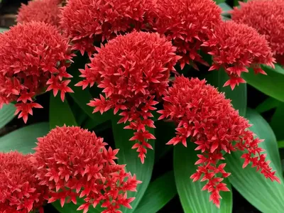 Syngonium (Syngonium Erythrophyllum ‘red Arrow’)