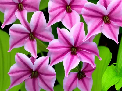 Syngonium ‘trileaf Wonder’ (Syngonium Podophyllum ‘trileaf Wonder’)