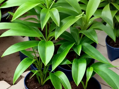 Syngonium Wendlandii (Syngonium Wendlandii)
