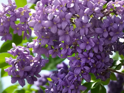 Syringa Bloomerang� Dark Purple (Reblooming Lilac)