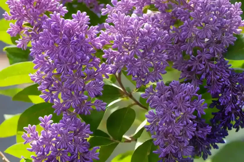 Syringa pubescens subsp. microphylla ‘superba’ (littleleaf lilac) — photo 2