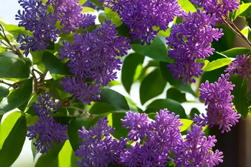 Syringa pubescens subsp. microphylla ‘superba’ (littleleaf lilac) — photo 3