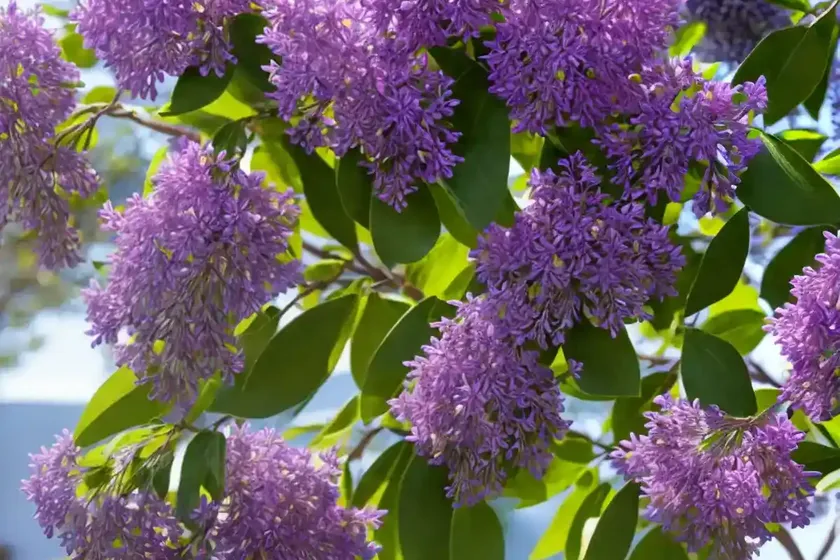 Syringa pubescens (syringa pubescens) — photo 2