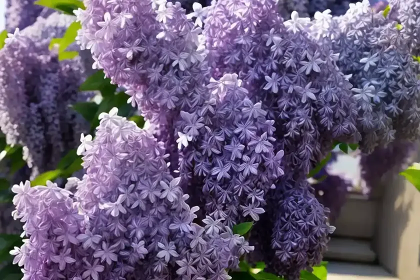 Syringa vulgaris ‘avalanche’ (lilac) — photo 2