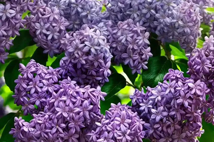 Syringa vulgaris ‘yankee doodle’ (lilac) — photo 2