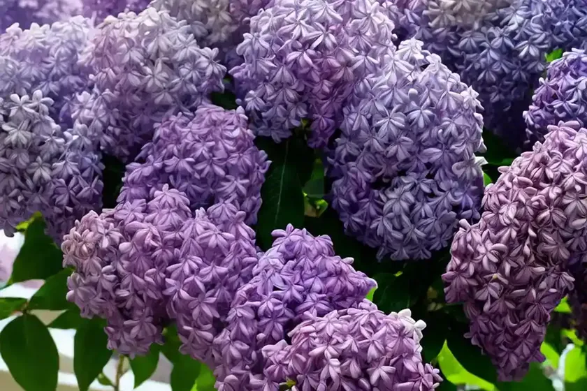 Syringa vulgaris ‘yankee doodle’ (lilac) — photo 3