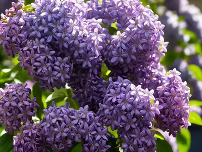 Syringa Vulgaris ‘Yankee Doodle’ (Lilac)