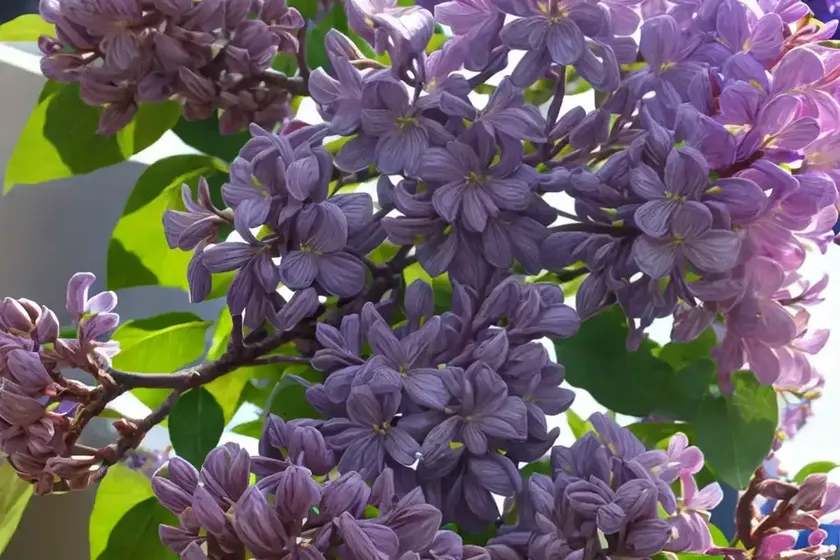 Syringa x hyacinthiflora ‘asessippi’ (early flowering lilac) — photo 3