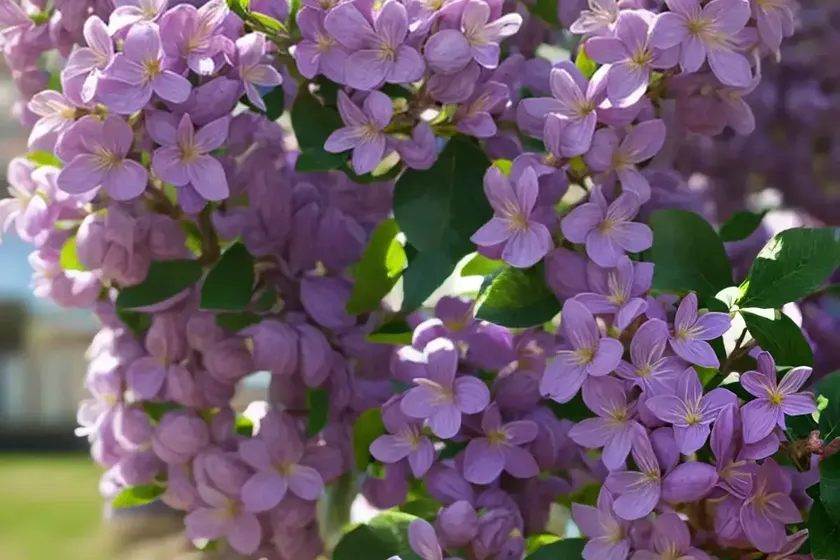 Syringa x hyacinthiflora ‘evangeline’ (early flowering lilac) — photo 2