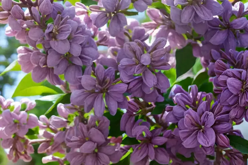 Syringa x hyacinthiflora ‘evangeline’ (early flowering lilac) — photo 3