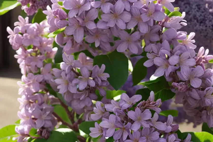 Syringa x hyacinthiflora ‘evangeline’ (early flowering lilac)