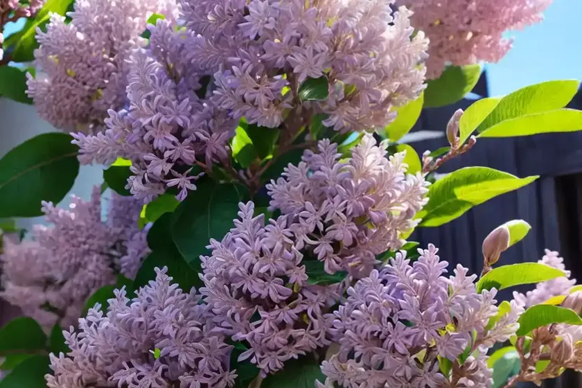 Syringa x hyacinthiflora ‘maiden’s blush’ (early flowering lilac) — photo 2