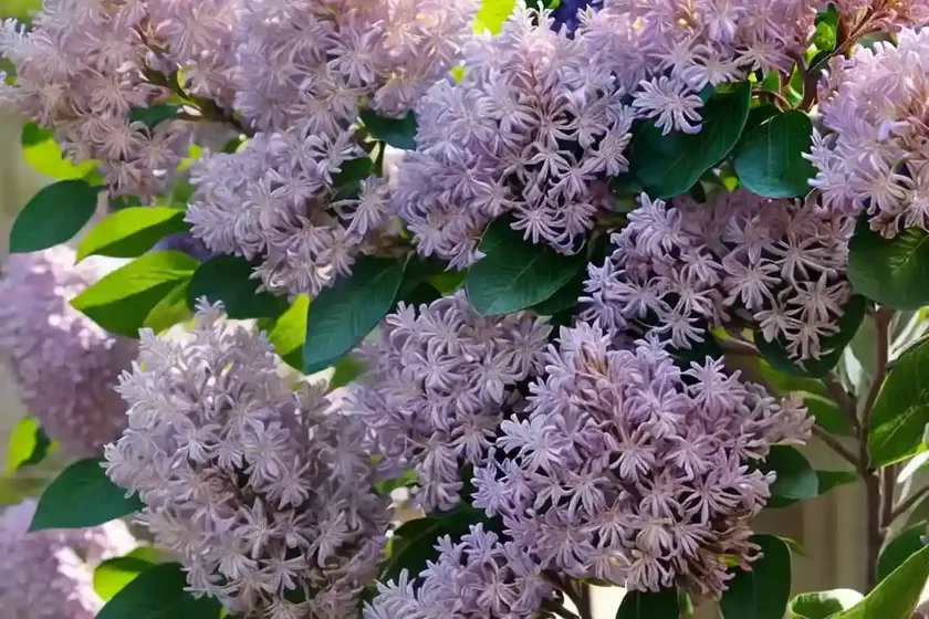Syringa x hyacinthiflora ‘maiden’s blush’ (early flowering lilac) — photo 3