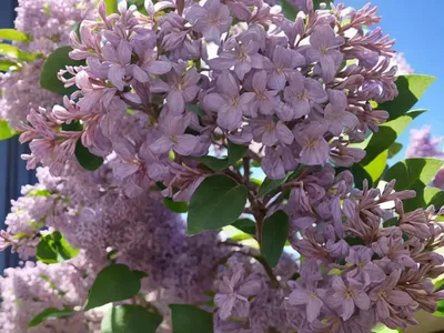 Syringa X Hyacinthiflora ‘Maiden’s Blush’ (Early Flowering Lilac)