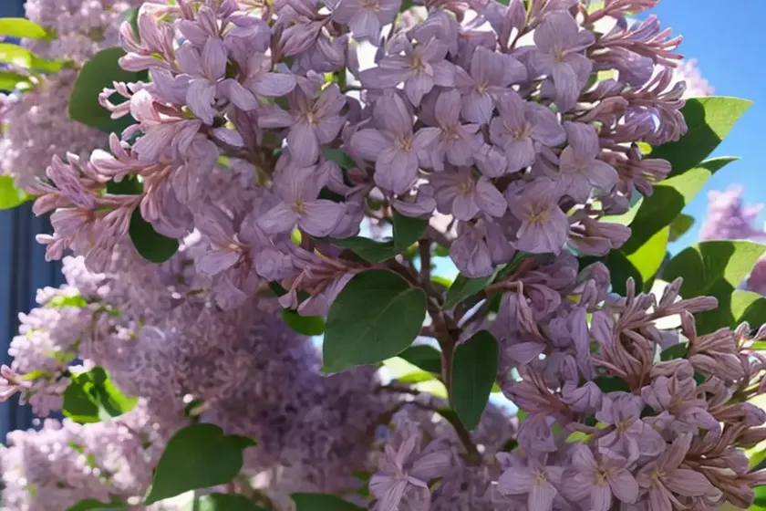 Syringa x hyacinthiflora ‘maiden’s blush’ (early flowering lilac)