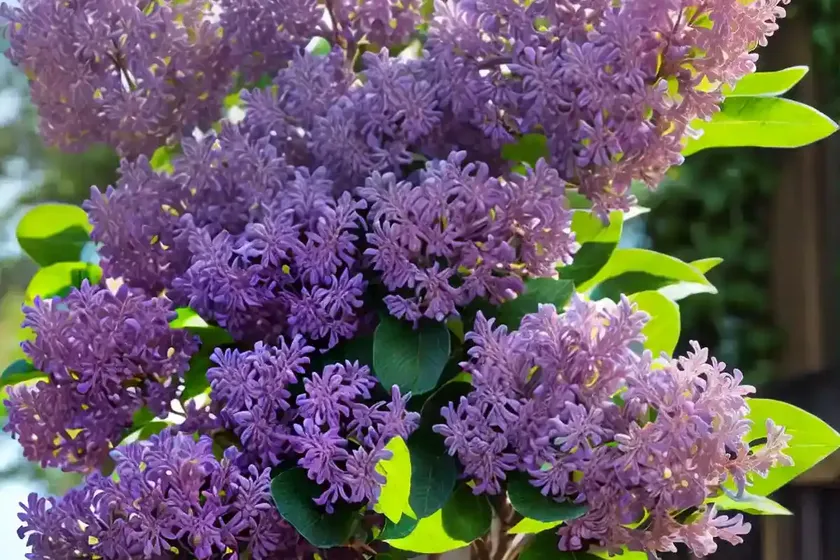 Syringa x hyacinthiflora ‘old glory’ (early flowering lilac) — photo 2