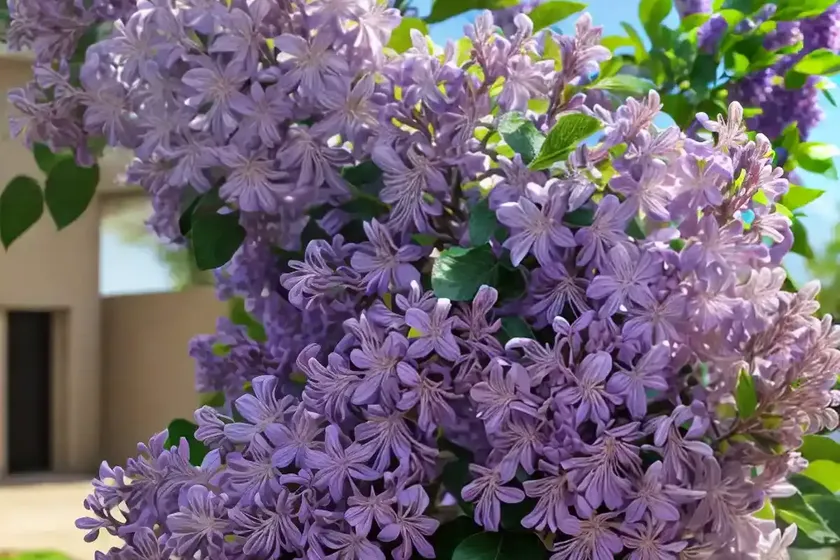 Syringa x hyacinthiflora ‘old glory’ (early flowering lilac) — photo 3