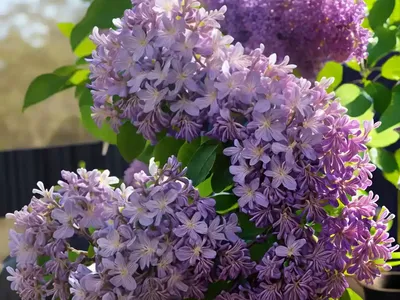 Syringa X Hyacinthiflora ‘Old Glory’ (Early Flowering Lilac)