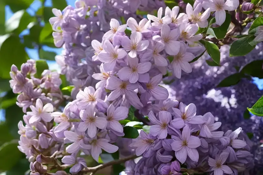 Syringa x hyacinthiflora ‘pocahontas’ (early flowering lilac) — photo 2